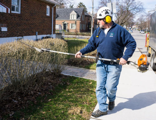Tree Pruning Services in the Toronto Area - Ron's Tree Care Service ...